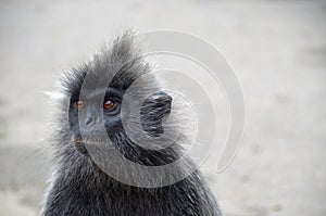 Asian Macaque monkey looking to empty space