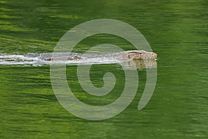 Asian Malayan water monitor lizard swimming in green pond in Ban