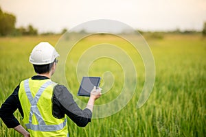 Asian male agronomist observing on rice field