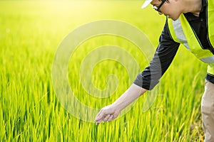 Asian male agronomist observing on rice field