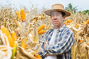 Asian Male Farmer Stand and Smile in Sweet Corn Cob Nature Field
