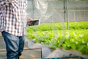Asian male farmers grow soilless hydroponics lettuce in greenhouses.
