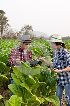 Asian male and female tobacco farmers inspect the quality of tobacco leaves in a tobacco plantation in Thailand.