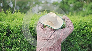 Asian male gardener trimming trees with electric cutter at garden. Modern gardening equipment for work.