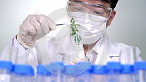 Asian male researcher researching plant specimens in the laboratory.