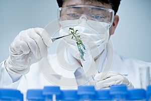 Asian male researcher researching plant specimens in the laboratory