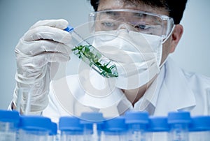 Asian male researcher researching plant specimens in the laboratory