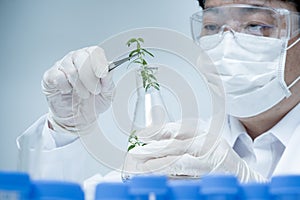 Asian male researcher researching plant specimens in the laboratory