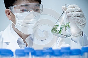 Asian male researcher researching plant specimens in the laboratory