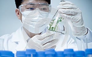 Asian male researcher researching plant specimens in the laboratory