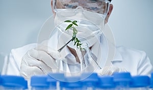 Asian male researcher researching plant specimens in the laboratory