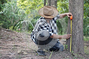 Asian man botainst use measuring tape to measure trunk of tree. Analysis and research about growth of tree.