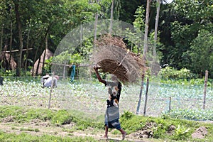 Asian man carrying firewood on head, walking along a village street wearing Bangladeshi traditional dress