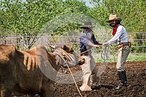 Asian Man Cowboy is catching calf To be branded in a ranch