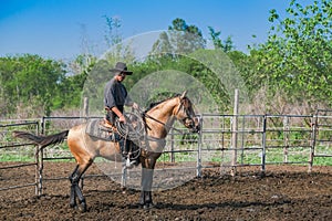 Asian Man Cowboy is catching  calf To be branded in a ranch