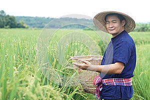 Asian man farmer is at paddy field, hold basket to get rid of weeds, inspects insects, growth and diseases of rice plants.