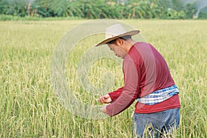 Asian man farmer take care of crops
