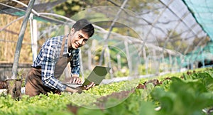 Asian man farmer working in organic vegetables hydroponic farm. Male hydroponic salad garden owner checking quality of