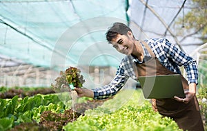 Asian man farmer working in organic vegetables hydroponic farm. Male hydroponic salad garden owner checking quality of