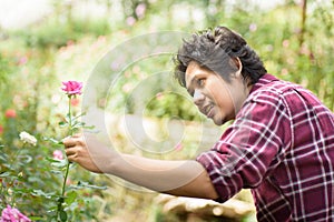 Asian man gardener holding pink rose flower