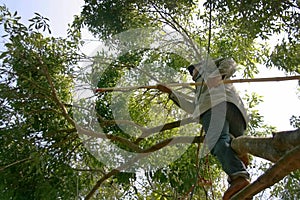 Asian man harvest linchi fruite on tree