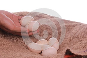 asian man holding fresh white eggs in burlap nesting box.