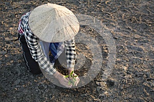 Asian man planting little green plant on cracked dry ground photo