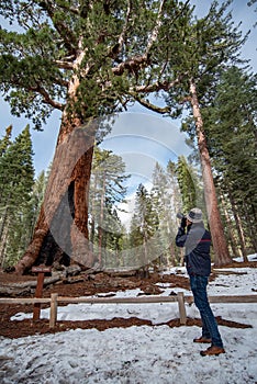 Asian man tourist taking photo of Grizzly Giant