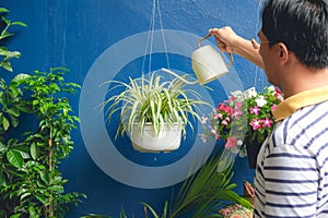 Asian man watering plant at home, Businessman taking care of Chlorophytum comosum  Spider plant  in white hanging pot