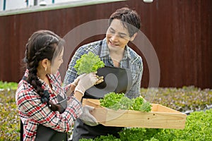 Asian man and woman agriculture picking vegetables working in organic greenhouse farm. Hydroponics farming