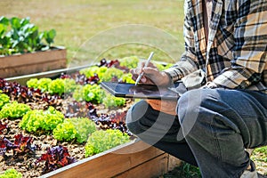 Asian man working in organic farm morning routine harvesting homegrown produce vegetables at Home