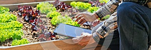 Asian man working in organic farm morning routine harvesting homegrown produce vegetables at Home