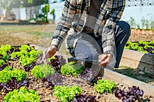 Asian man working in organic farm morning routine harvesting homegrown produce vegetables at Home