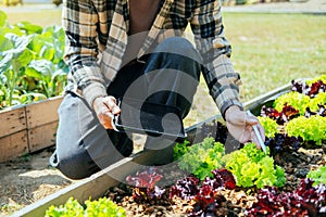 Asian man working in organic farm morning routine harvesting homegrown produce vegetables at Home