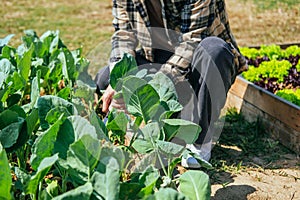 Asian man working in organic farm morning routine harvesting homegrown produce vegetables at Home