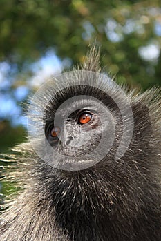 Asian Monkey photo