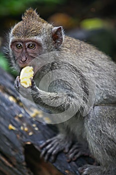 Asian monkey eating