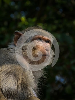 Asian monkey in the jungle photo