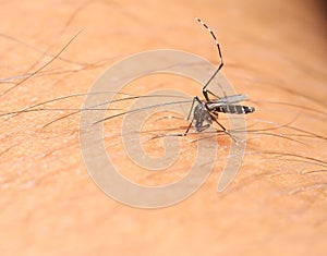 Asian mosquito