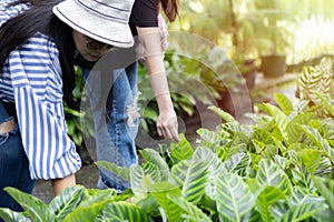 Asian mother and her daughter are choosing vegetable and herb plant from the local garden center nursery