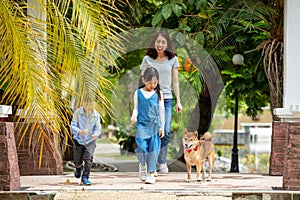 Asian mother and two kids walking together with Shiba inu dog in public park