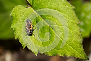 Asian Multi-colored Lady Beetle Larva - Harmonia axyridis