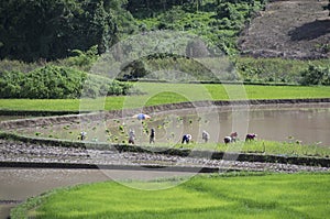 Asian multiple gender farmer harvest rice on rain season in step field in Vietnam.countryside agriculture plantation in Southeast