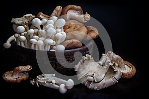 Asian Mushrooms