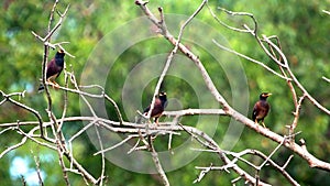 Asian Mynas perched on Forest tree branches, India