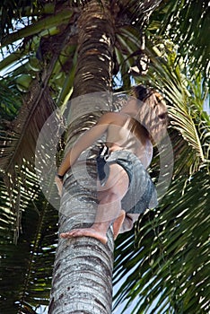 Asian native climbing palm tree