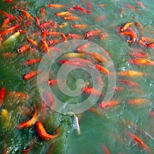 Asian Nishikigoi Koi Pond