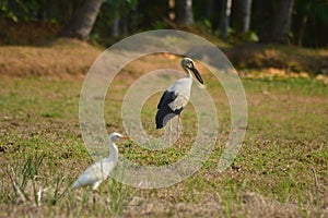 Asian open bill on flight