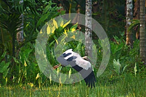 Asian open bill on flight,bird on flight