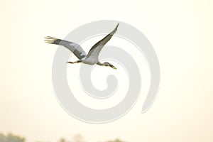Asian open Bill  on flight,bird on flight
